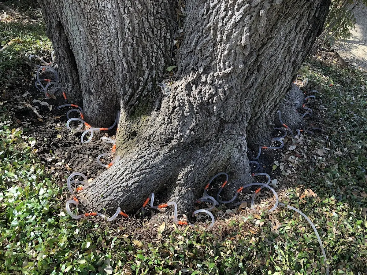 Detailed Tree Cabling and Bracing job site in Porcupine