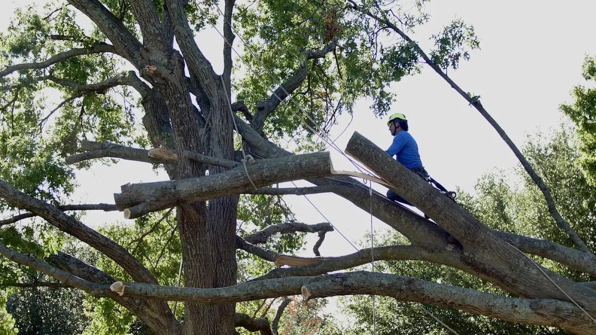 Professional Hazardous Tree Removal performed by certified arborists in Porcupine